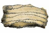 Mammoth Molar Slice with Case - South Carolina #193865-1